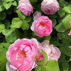 Meet your Posher, Addie